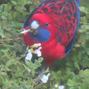 Platycercus elegans (Crimson Rosella) at Katoomba, NSW by MatthewFrawley