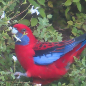 Platycercus elegans at Katoomba, NSW - 16 Apr 2024 03:55 PM