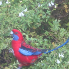 Platycercus elegans at Katoomba, NSW - 16 Apr 2024 03:55 PM