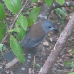 Colluricincla harmonica (Grey Shrikethrush) at Katoomba, NSW - 16 Apr 2024 by MatthewFrawley