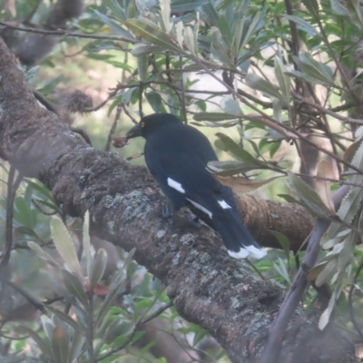 Strepera graculina (Pied Currawong) at Katoomba, NSW - 16 Apr 2024 by MatthewFrawley