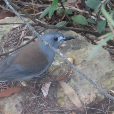 Colluricincla harmonica (Grey Shrikethrush) at Blue Mountains National Park, NSW - 16 Apr 2024 by MatthewFrawley