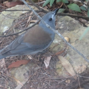 Colluricincla harmonica at Blue Mountains National Park - 16 Apr 2024 04:32 PM