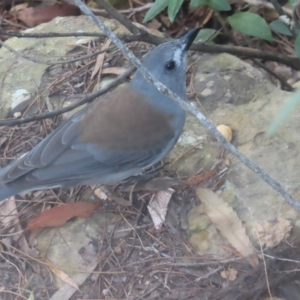 Colluricincla harmonica at Blue Mountains National Park - 16 Apr 2024