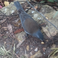 Colluricincla harmonica at Blue Mountains National Park - 16 Apr 2024 04:32 PM
