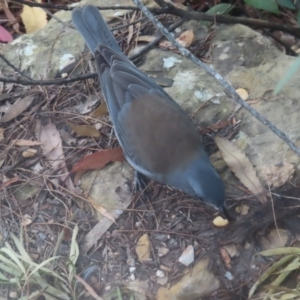 Colluricincla harmonica at Blue Mountains National Park - 16 Apr 2024 04:32 PM