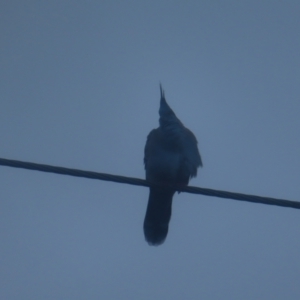 Ocyphaps lophotes at Katoomba, NSW - 17 Apr 2024 07:03 AM