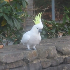 Cacatua galerita (Sulphur-crested Cockatoo) at Katoomba, NSW - 17 Apr 2024 by MatthewFrawley