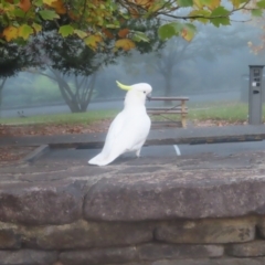 Cacatua galerita at Katoomba, NSW - 17 Apr 2024