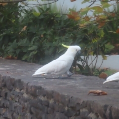 Cacatua galerita at Katoomba, NSW - 17 Apr 2024