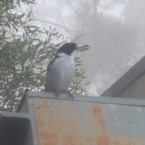 Cracticus torquatus at Katoomba, NSW - 17 Apr 2024 07:08 AM