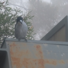 Cracticus torquatus at Katoomba, NSW - 17 Apr 2024