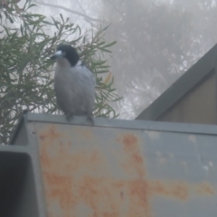 Cracticus torquatus at Katoomba, NSW - 17 Apr 2024 07:08 AM