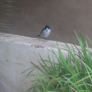 Cracticus torquatus at Katoomba, NSW - 17 Apr 2024 07:08 AM