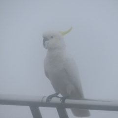 Cacatua galerita (Sulphur-crested Cockatoo) at Katoomba, NSW - 17 Apr 2024 by MatthewFrawley