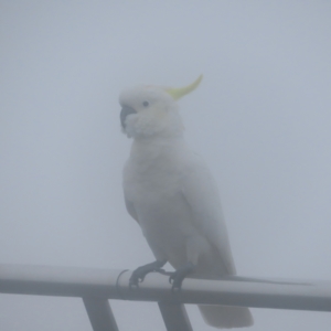 Cacatua galerita at Katoomba, NSW - 17 Apr 2024