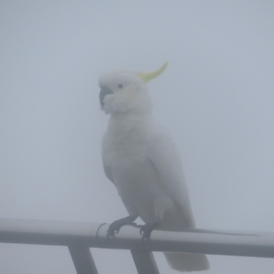 Cacatua galerita (Sulphur-crested Cockatoo) at Katoomba, NSW - 17 Apr 2024 by MatthewFrawley