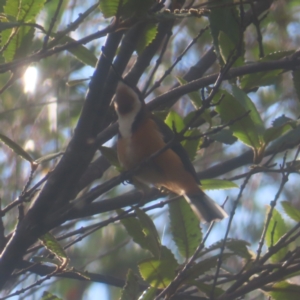 Acanthorhynchus tenuirostris (Eastern Spinebill) at Katoomba, NSW by MatthewFrawley