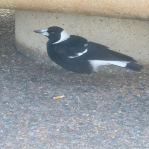 Gymnorhina tibicen at Katoomba, NSW - 18 Apr 2024 08:01 AM
