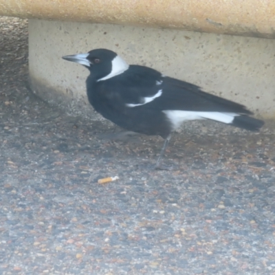 Gymnorhina tibicen (Australian Magpie) at Katoomba, NSW - 18 Apr 2024 by MatthewFrawley