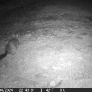 Trichosurus vulpecula at QPRC LGA - 16 Apr 2024