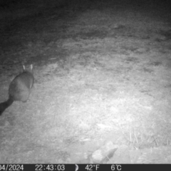 Trichosurus vulpecula at QPRC LGA - 16 Apr 2024 10:43 PM