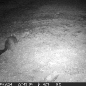 Trichosurus vulpecula at QPRC LGA - 16 Apr 2024 10:43 PM