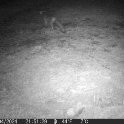 Vulpes vulpes (Red Fox) at Braidwood, NSW - 17 Apr 2024 by MatthewFrawley