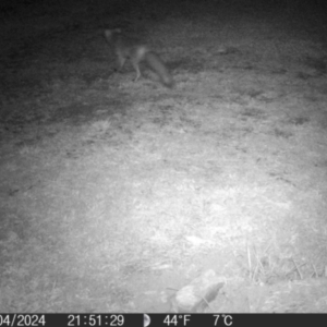 Vulpes vulpes (Red Fox) at QPRC LGA by MatthewFrawley