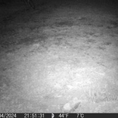 Vulpes vulpes at QPRC LGA - 17 Apr 2024