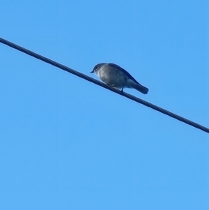 Microeca fascinans at Tathra, NSW - 18 Apr 2024 04:03 PM