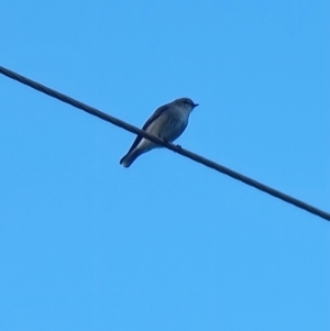 Microeca fascinans at Tathra, NSW - 18 Apr 2024 04:03 PM