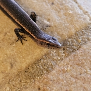 Lampropholis delicata at Katoomba, NSW - 18 Apr 2024