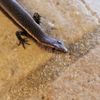 Lampropholis delicata (Delicate Skink) at Katoomba, NSW - 17 Apr 2024 by MatthewFrawley