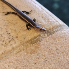 Lampropholis delicata at Katoomba, NSW - 18 Apr 2024 09:42 AM