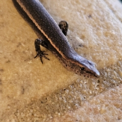 Lampropholis delicata at Katoomba, NSW - 18 Apr 2024 09:42 AM