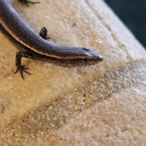 Lampropholis delicata at Katoomba, NSW - 18 Apr 2024