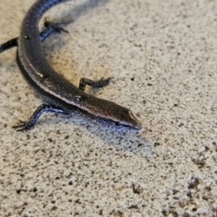 Lampropholis delicata at Katoomba, NSW - 18 Apr 2024