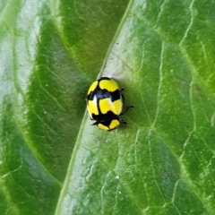 Illeis galbula (Fungus-eating Ladybird) at Katoomba, NSW - 18 Apr 2024 by MatthewFrawley