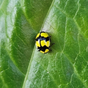 Illeis galbula at Katoomba, NSW - 18 Apr 2024 11:05 AM