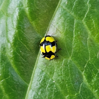 Unidentified Lady beetle (Coccinellidae) at Katoomba, NSW - 18 Apr 2024 by MatthewFrawley