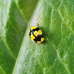Illeis galbula at Katoomba, NSW - 18 Apr 2024 11:05 AM