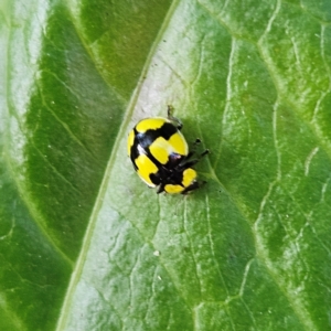 Illeis galbula at Katoomba, NSW - 18 Apr 2024 11:05 AM