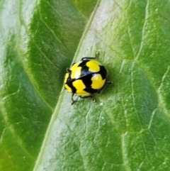 Illeis galbula at Katoomba, NSW - 18 Apr 2024