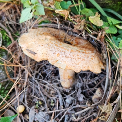 Lactarius deliciosus (Saffron Milkcap) at Katoomba, NSW - 18 Apr 2024 by MatthewFrawley