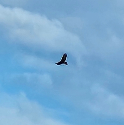 Aquila audax (Wedge-tailed Eagle) at Bywong, NSW - 18 Apr 2024 by MatthewFrawley