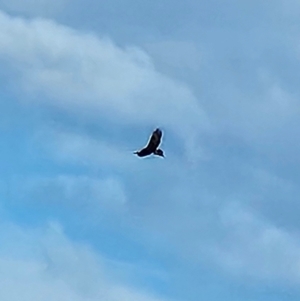 Aquila audax (Wedge-tailed Eagle) at QPRC LGA by MatthewFrawley