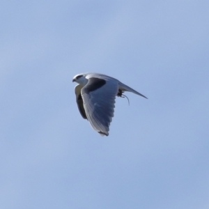 Elanus axillaris at Lawson North Grasslands - 15 Apr 2024 03:20 PM