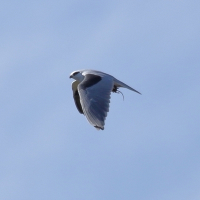 Elanus axillaris (Black-shouldered Kite) at Lawson North Grasslands - 15 Apr 2024 by TimL