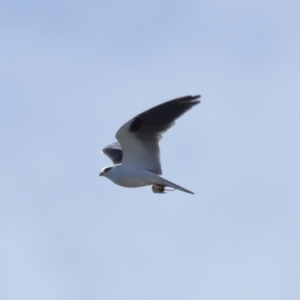 Elanus axillaris at Lawson North Grasslands - 15 Apr 2024 03:20 PM